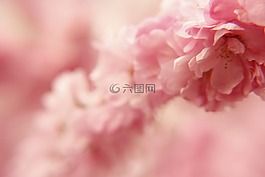 春天,花,粉色