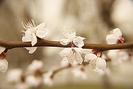 春天,花,粉色