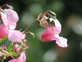 腺軸承飛蛾,香脂,開花