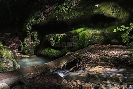 森林,湖,巖