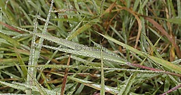morgentau,草,滴