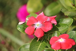 花,粉紅色,粉紅色的花