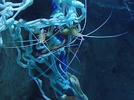 蝦,甲殼動(dòng)物,海上生活