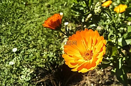 性質,花,植物