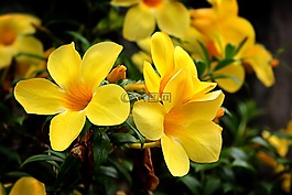 花,開花，花植物，黃色,花卉園