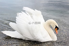 天鵝,水,動物