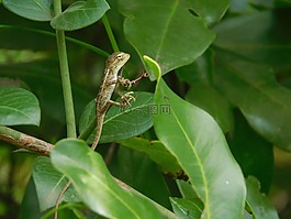 蜥蜴,葉子,森林