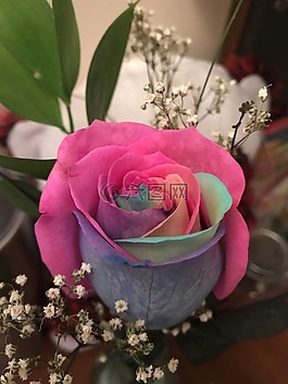 花,裝修,玫瑰