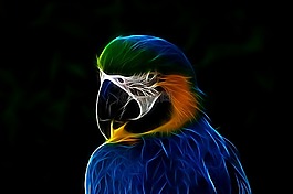 ave,動(dòng)物,鳥