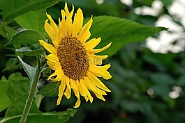 向日葵,花,黃