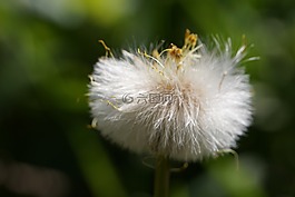 花,性質(zhì),黃色