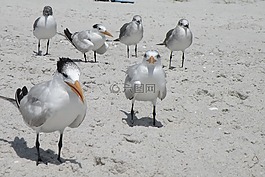 鳥,海灘,沙