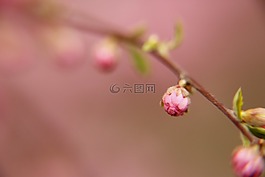 春天,花,粉色