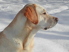 黃色的拉布拉多獵犬,狗,雪