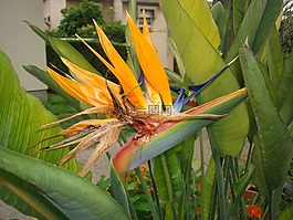 天堂鳥,花卉,性質