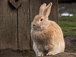 野兔,動物,驢的