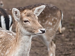 獐鹿,肖像,甜