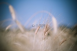 字段,糧食,收獲