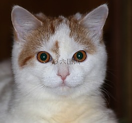 貓,動物,年輕的貓