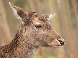 獐鹿,肖像,甜