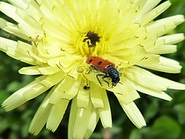 斑蝥 quadripunctata,瓢虫,甲壳虫 meloideo