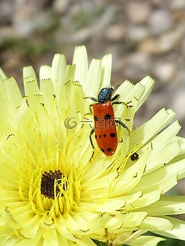 斑蝥 quadripunctata,瓢虫,甲壳虫 meloideo