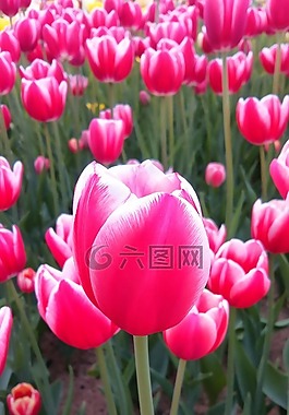 郁金香,鮮花,大自然