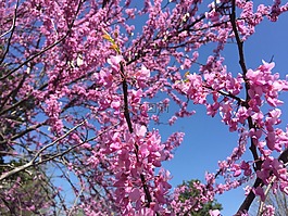 花,树,天空