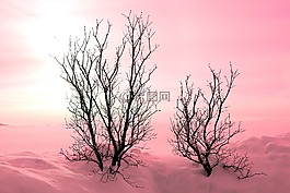 树木,冬天,雪