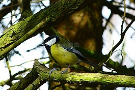 大山雀,鳥,性質(zhì)