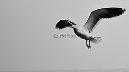 海鸥,天空,黑色和白色