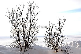 樹木,kahl,審美