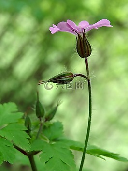 宏,紫,花