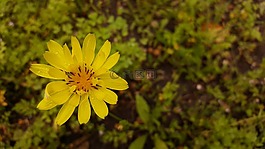 黃色花,花,黃色