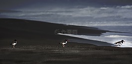 鳥(niǎo),海,智利