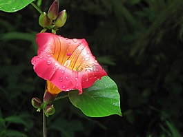 花,花園,熱帶
