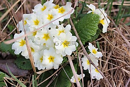 木?？?花,性質(zhì)