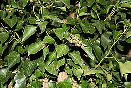 茂盛的植物,綠色,葉子