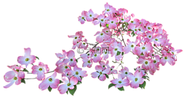 开花,粉红色,山茱萸