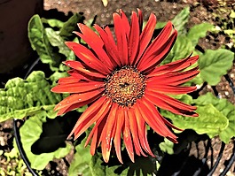 紅色的花,盛開,雛菊