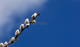 褪色柳,藍(lán)色,春天