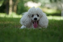 狗,卷毛狗,動物