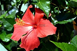 芙蓉,紅色,開花