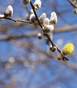 褪色柳,毛,蓬松