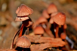 真菌,性質(zhì),秋