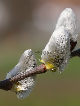 褪色柳,毛,蓬松