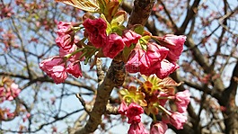 春天,鮮花,明亮