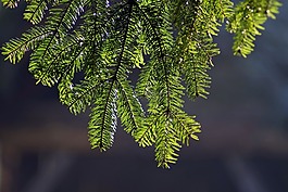 云杉,分支,突出