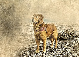 狗,金毛尋回犬,藝術(shù)