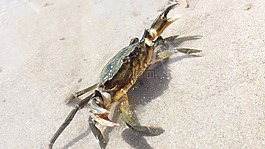 蟹,地中海,海灘